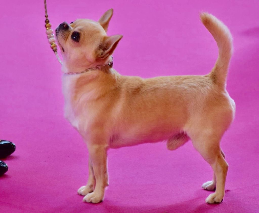 Les Chihuahua de l'affixe Des Petits Barons Du Pioch