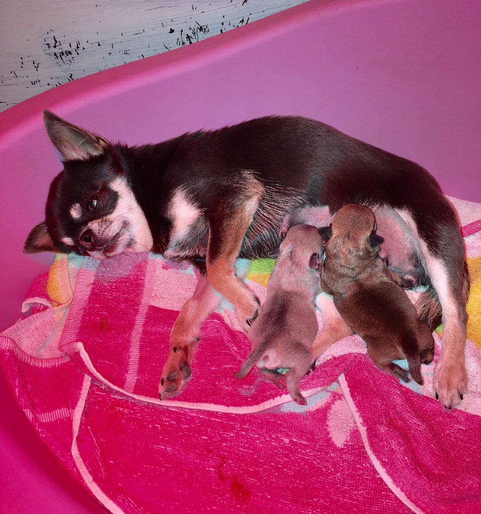 chiot Chihuahua Des Petits Barons Du Pioch