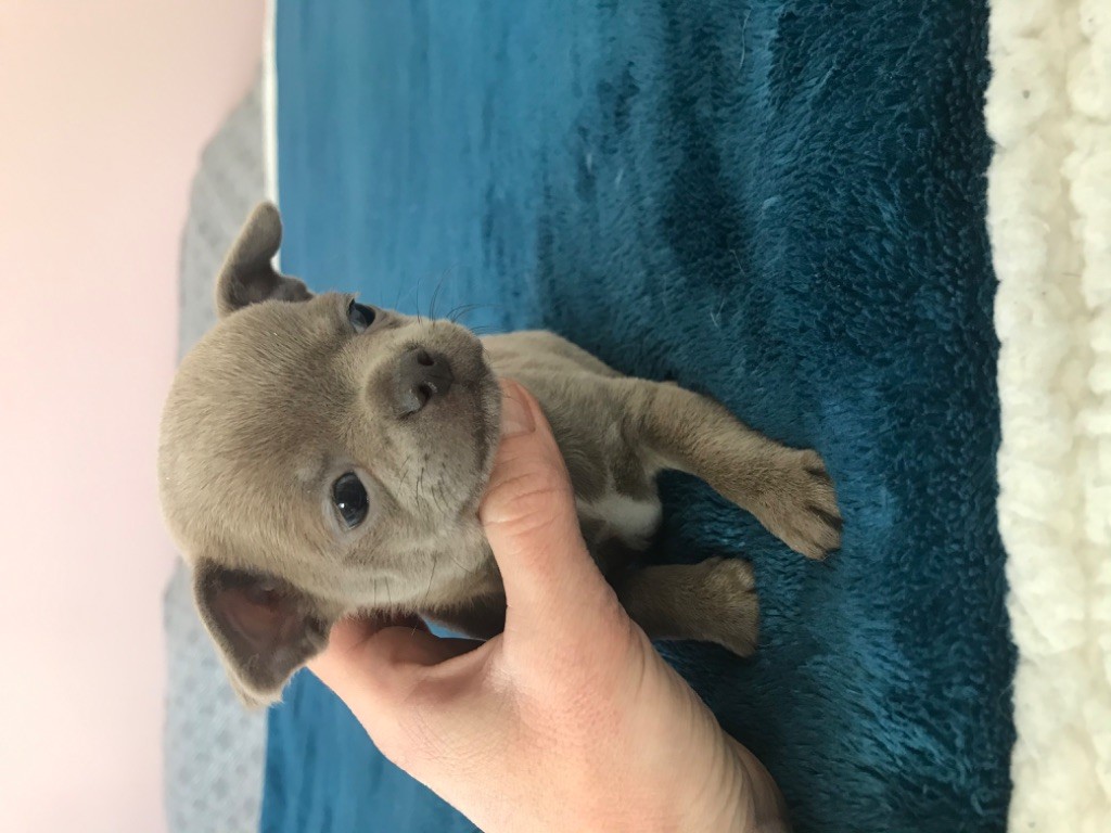 Des Petits Barons Du Pioch - Chihuahua - Portée née le 12/02/2021
