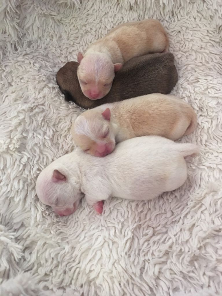 Des Petits Barons Du Pioch - Chihuahua - Portée née le 22/10/2018