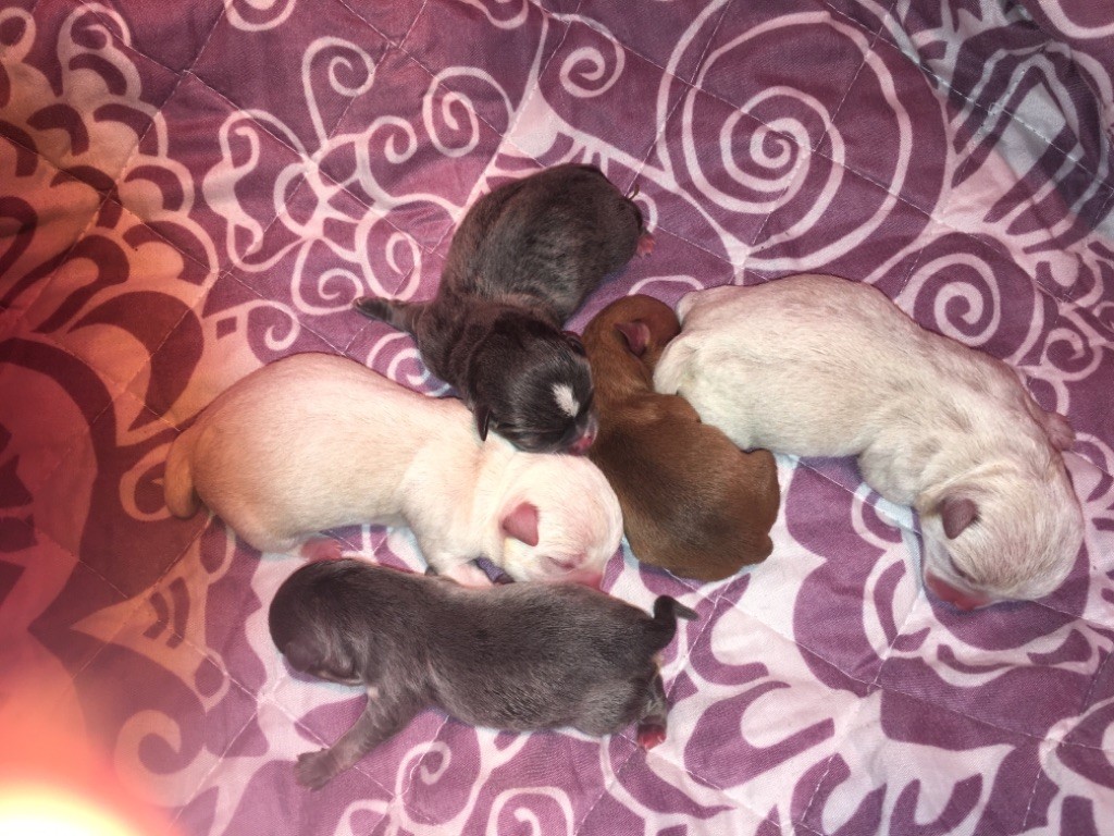 Des Petits Barons Du Pioch - Chihuahua - Portée née le 28/10/2019