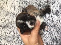 CHIOT