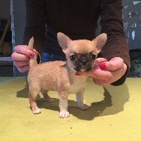 CHIOT
