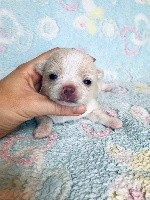 CHIOT