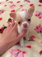 CHIOT