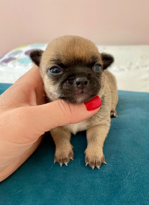 CHIOT 3