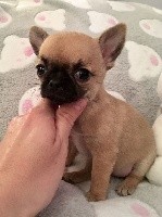 CHIOT
