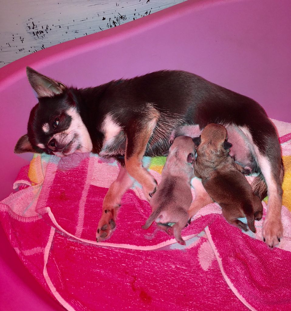 Des Petits Barons Du Pioch - Chihuahua - Portée née le 10/03/2017